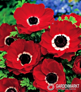 Anemone Hollandia 10 St.