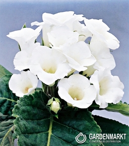 Gloxinia Mont Blanc 1 St.