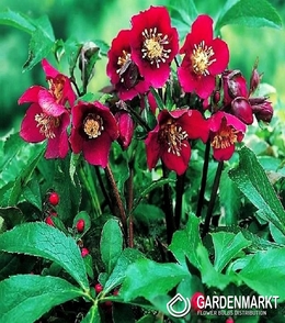 Helleborus Purpurascens 1 St.