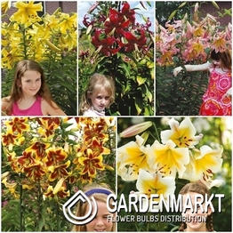 Eingestellt Lilie Ot "6" XXL 22/24