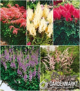 Eingestellt Astilbe Garten 2 I Wahl