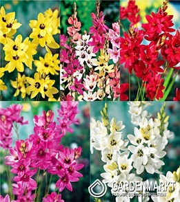 Eingestellt Ixia 5/+