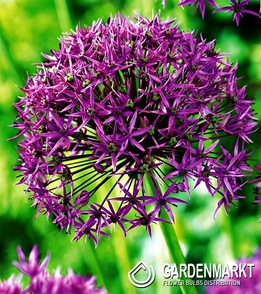 Zierlauch Allium Violet Beauty 3 St.