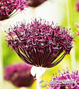 Zierlauch Allium Atropurpureum 3 St.