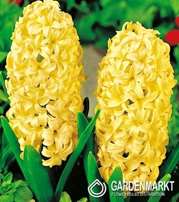 Hyazinthe Gelb XXL 3 St.