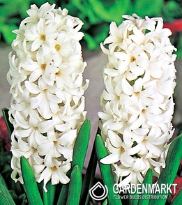Hyazinthe Weiss XXL 3 St.