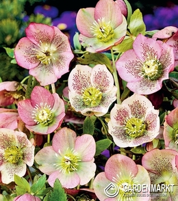 Helleborus Orientalis 1 St.