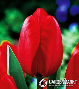 Tulpe Darwin Red Impression 5 St.