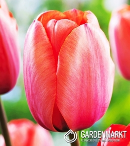 Tulpe Darwina Apricot Impression 5 St.