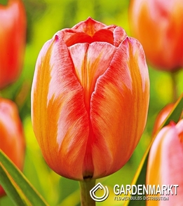 Tulpe Darwina Design Impression 5 St.