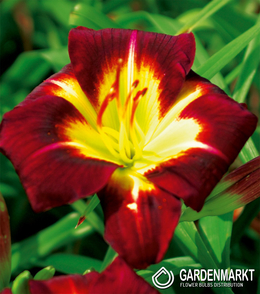 Hemerocallis Taglilie Night Beacon 1 St.