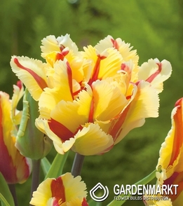 Tulpe Gefullte Double Flaming Parrot 3 St.