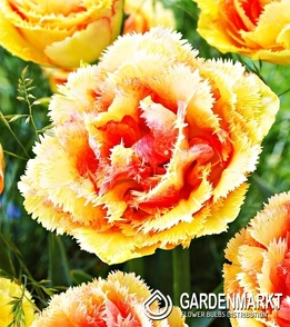 Tulpe Gefranste Brisbane 5 St.