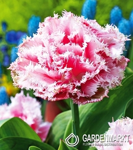 Tulpe Gefranste Queensland 5 St.