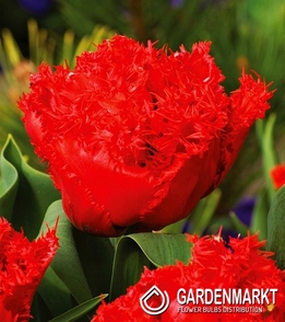 Tulpe Gefranste Anfield 5 St.