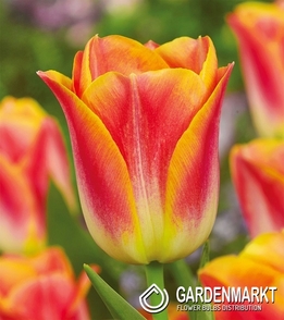 Tulpe Triumph Golden Dynasty 5 St.