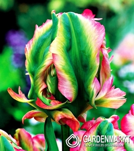 Tulip Papagei Exotic Parrot 1 St.