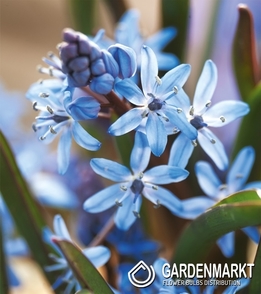 Scilla Bifolia Blau 5 St.