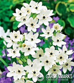 Ornithogalum Arabicum 1 St.