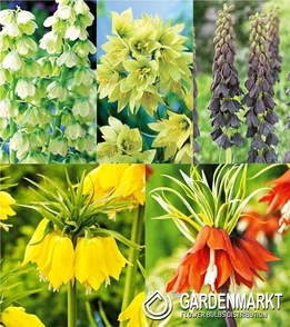 Eingestellt Fritillaria Für Sammler 