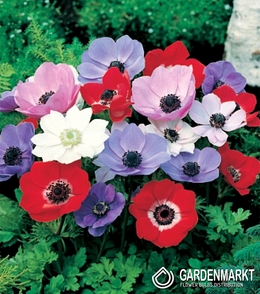 Anemone De Caen Mix 10 St.