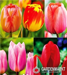 Eingestellt Darwin Tulpe 2