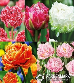 Eingestellt Fetzen Gefullte Tulpe 1