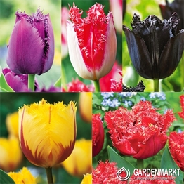 Eingestellt Tulpe Fringed Fur Sammler 4