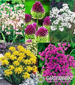 Eingestellt Allium Zierlauch 1