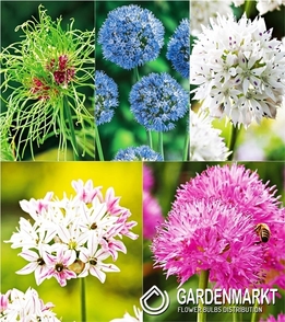 Eingestellt Allium Zierlauch 2