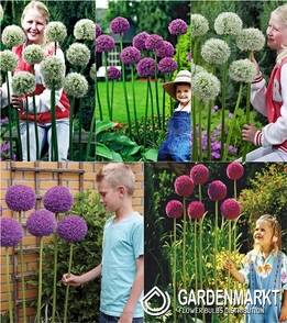 Eingestellt Allium Zierlauch "6"