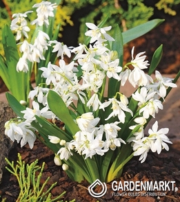 Scilla Sibirischer Blaustern White 5 St.