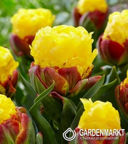 Tulpe Gefüllte Banana Ice Cream 1 St.
