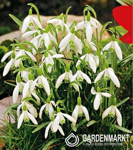 Schneeglöckchen Galanthus Nivalis 50 St.