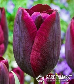 Tulpe Dunkelrot 10 St.