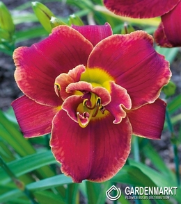 Hemerocallis Taglilie Doppel Highland Lord 1 St.