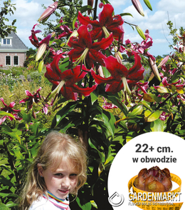 Lilie Ot Rot XXL 1 St.