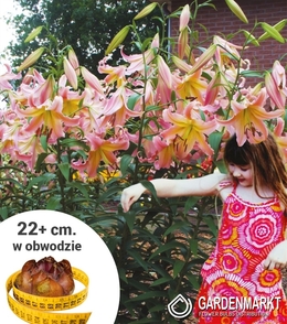 Lilie Ot Rosa XXL 1 St.