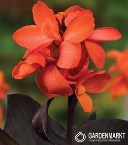 Canna-Blumenrohr Happy Wilma 1 St.