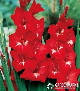 Gladiolus Rot Weiss XXL 5 St.