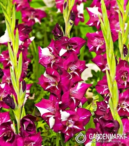 Gladiolus Gladiole Dared 5 St.