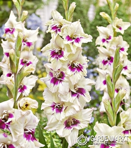 Gladiolus Gladiole Amber Mystique 5 St.