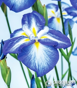 Japanische Iris Gusto 1 St.