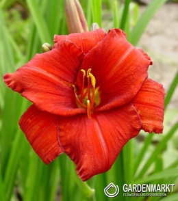 Hemerocallis Taglilie Chicago Apache 1 St.