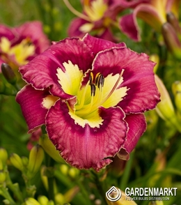 Hemerocallis Taglilie Catcher In The Eye 1 St.