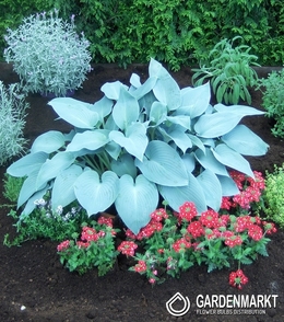 Hosta - Funkia Canadian Blue 1 St.