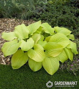 Hosta - Funkia Tortilla Chip 1 St.