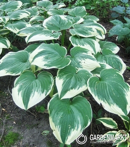 Hosta - Funkia Robert Frost 1 St.