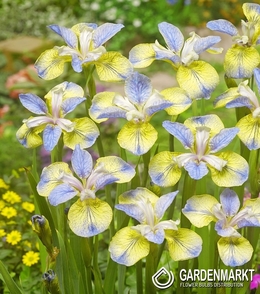 Iris Sibirische Tipped In Blue 1 St.