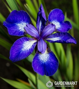 3x Iris reticulataPixie Höhe 14-17cm Schwertlilien Blumenzwiebeln im Topf Blumenzwiebeln Frühblüher Topf Ø 9cm Blau-lila Blüte
